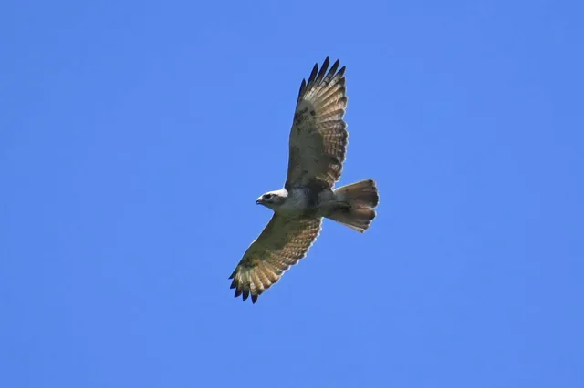Species Image