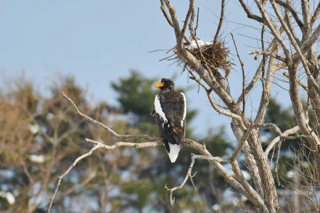 Species Image