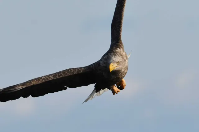 Species Image
