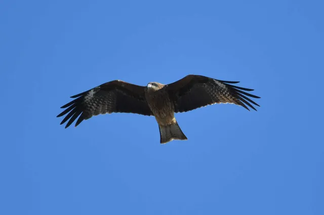 Species Image