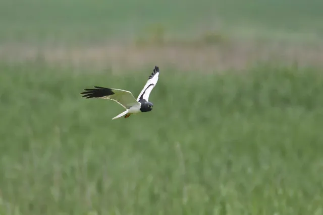Species Image
