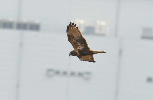 Species Image