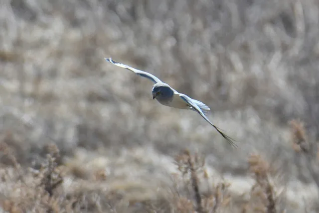 Species Image