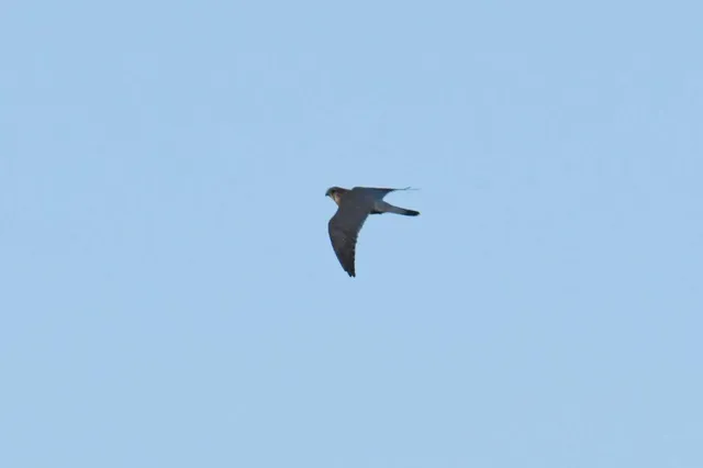 Species Image