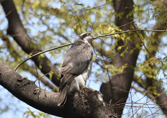 Species Image