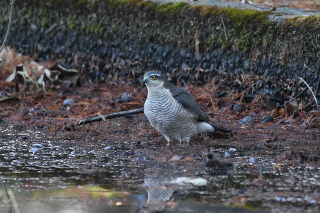 Species Image