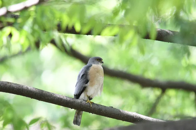 Species Image