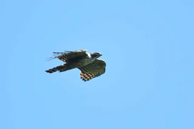 Species Image