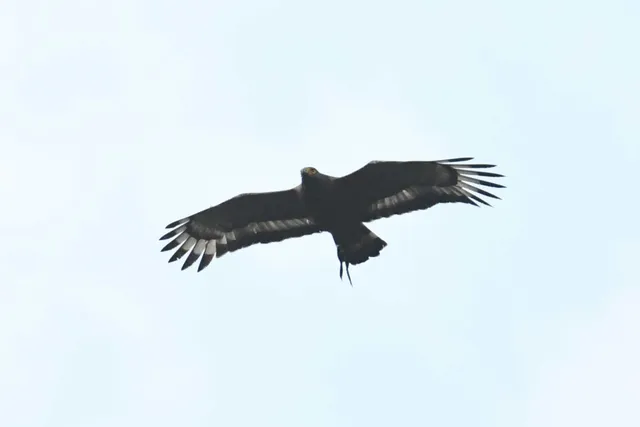 Species Image