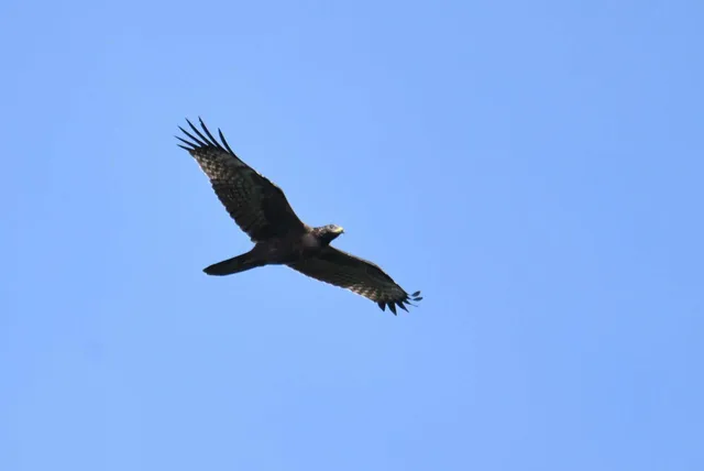 Species Image