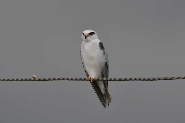 Species Image