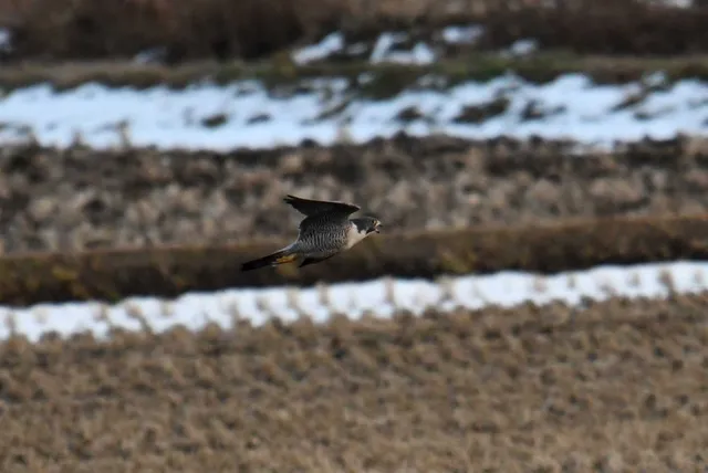 Species Image