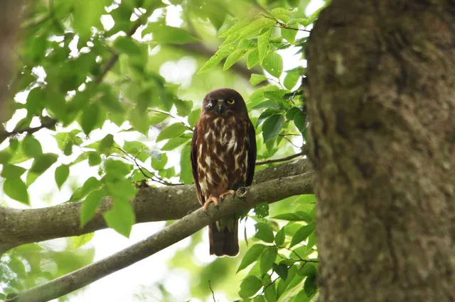 Species Image