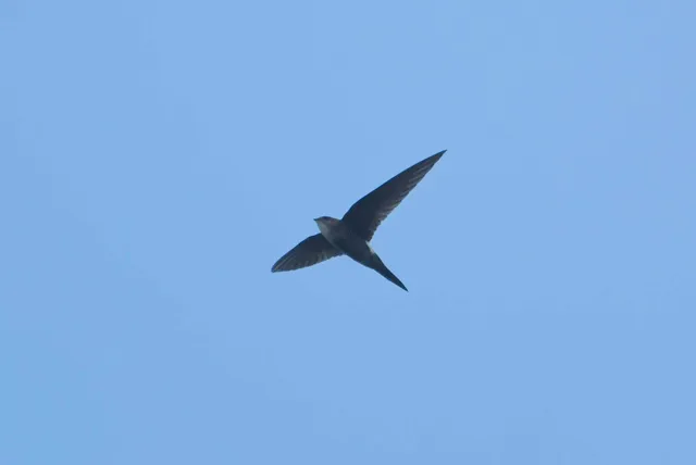 Species Image