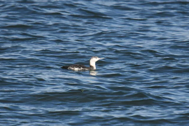 Species Image