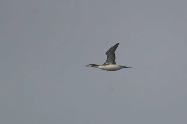 Species Image