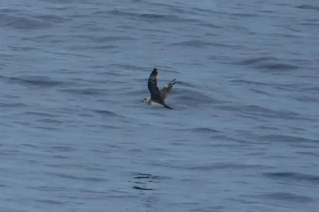 Species Image