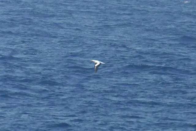 Species Image