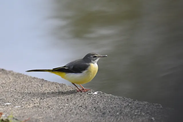 Species Image