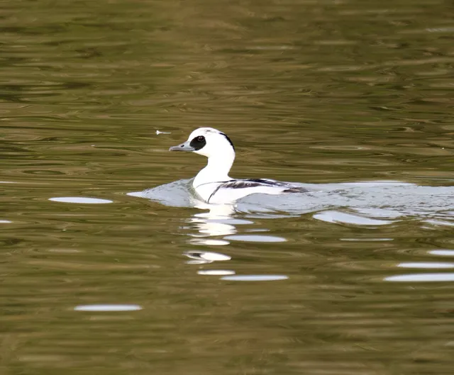 Species Image