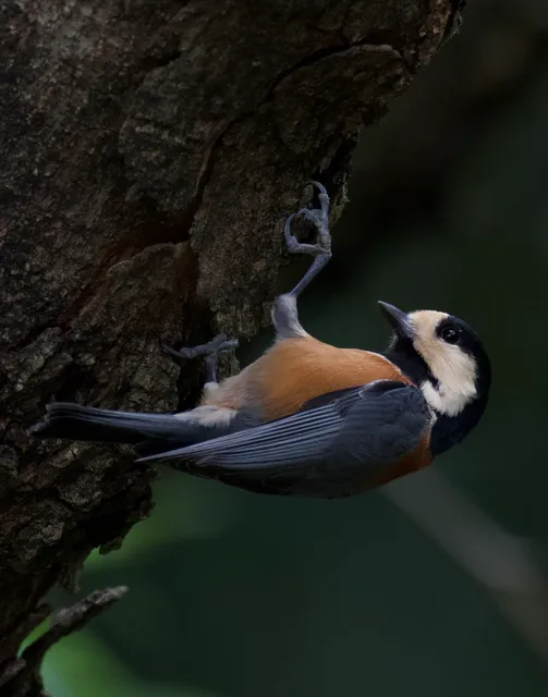 Species Image