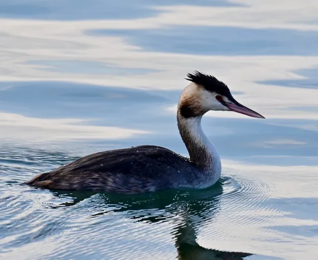 Species Image
