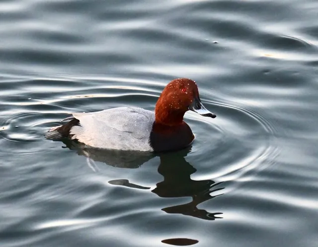 Species Image