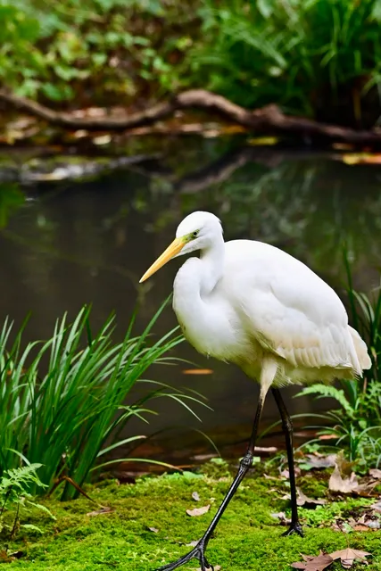 Species Image