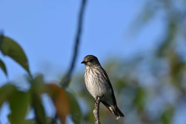 Species Image
