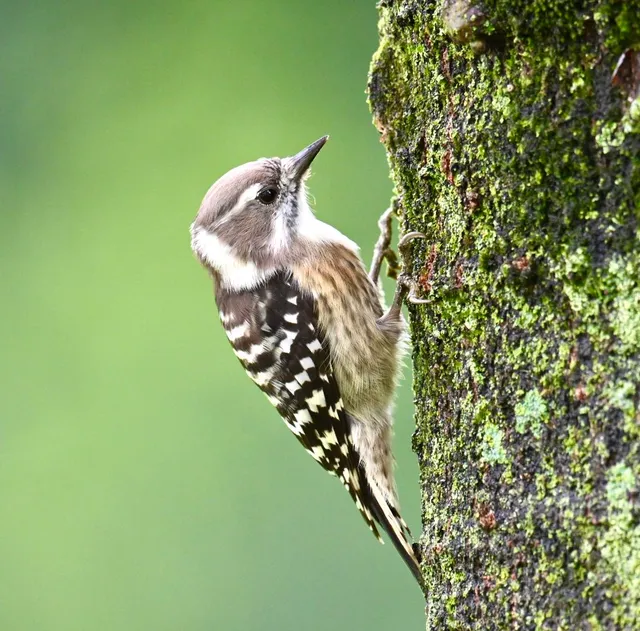 Species Image