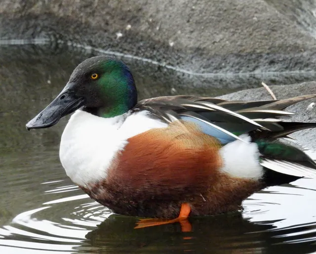 Species Image