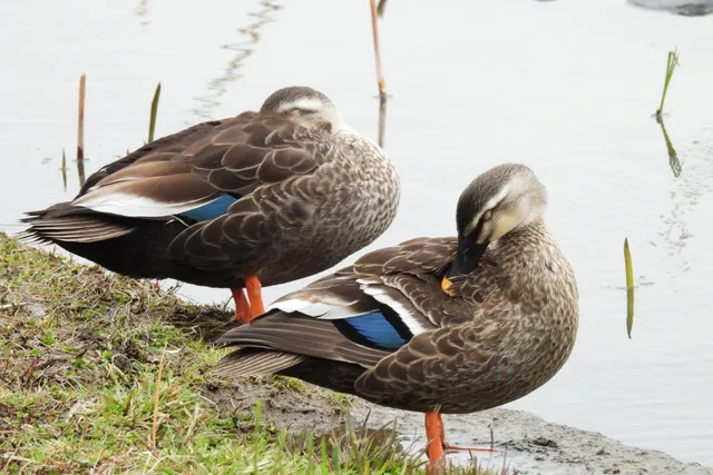 Species Image