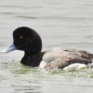 Species Image