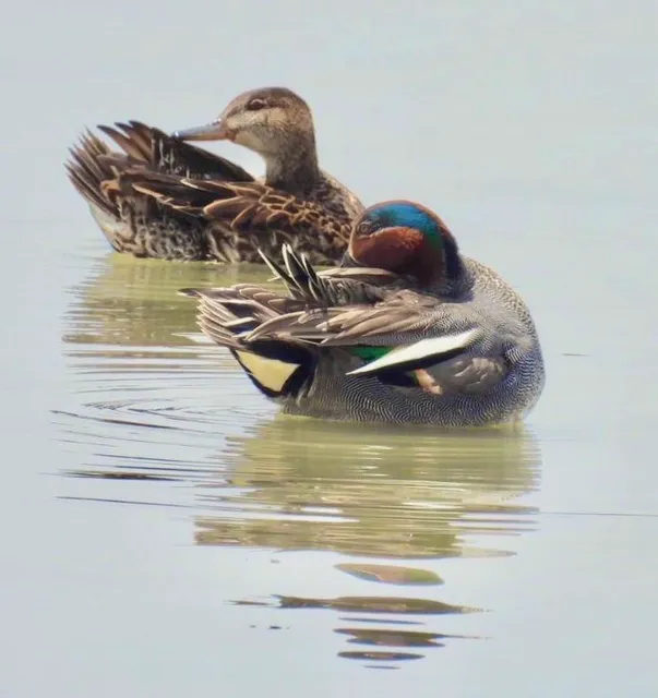 Species Image