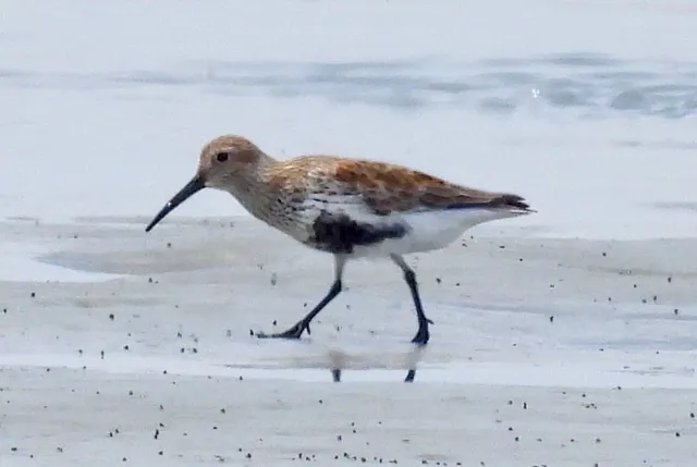 Species Image