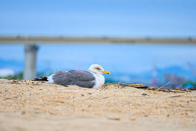 Species Image