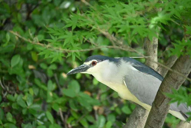 Species Image