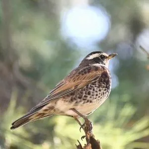 Species Image