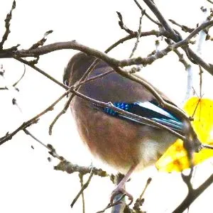 Species Image