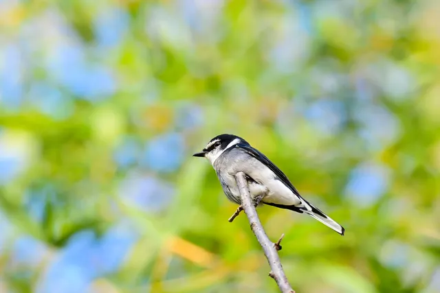 Species Image