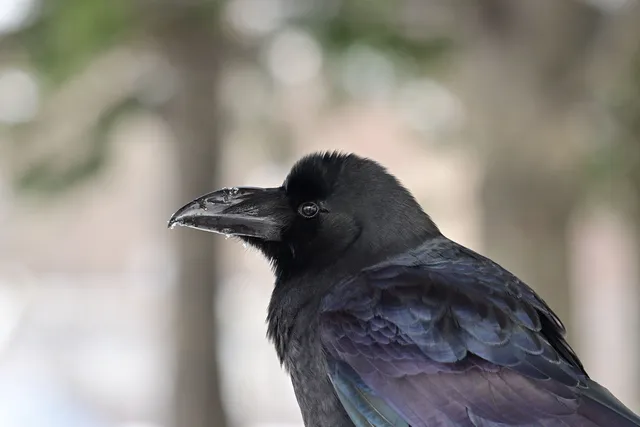 Species Image
