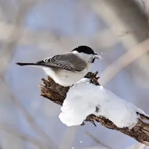 野鳥の写真