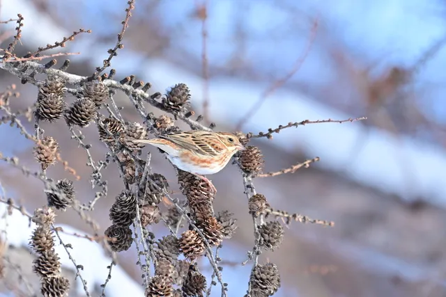Species Image