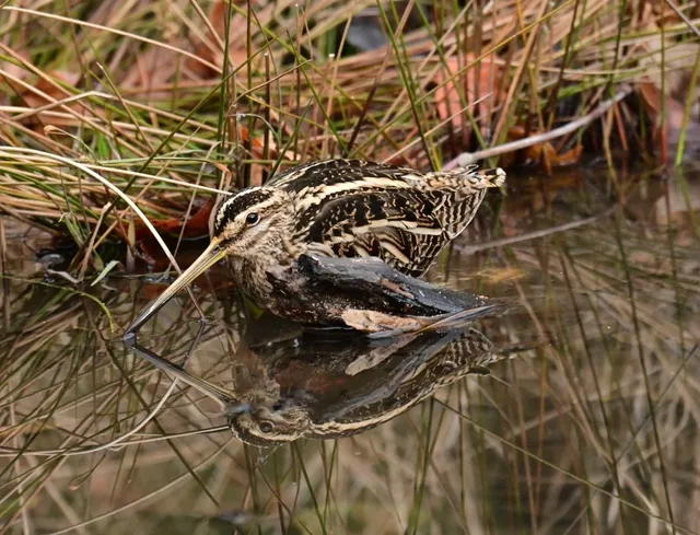 Species Image