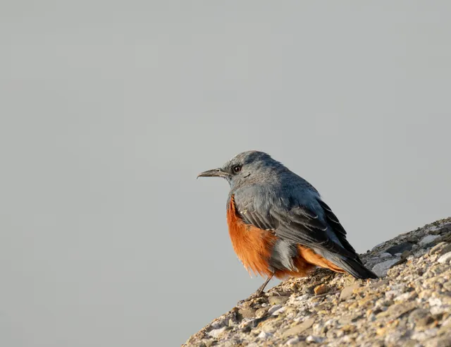 Species Image