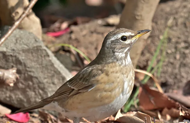 Species Image