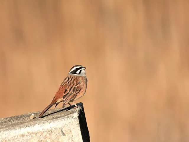 Species Image