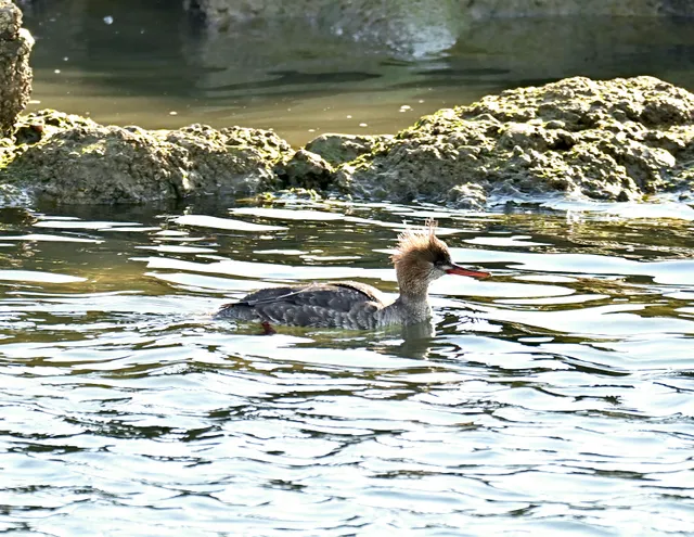 Species Image