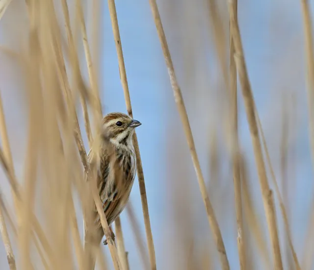 Species Image