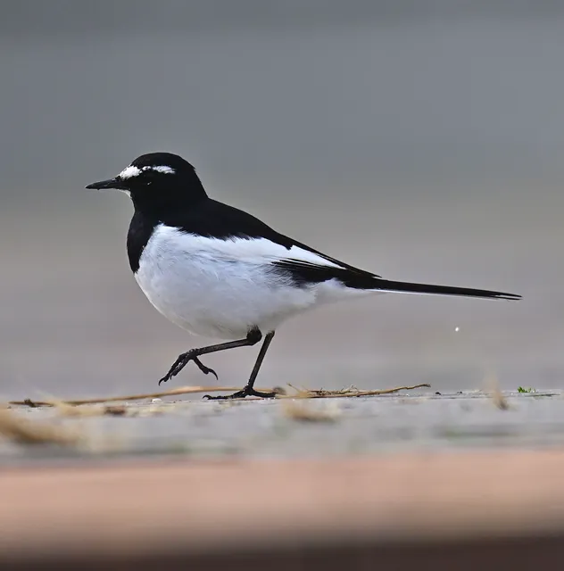 Species Image